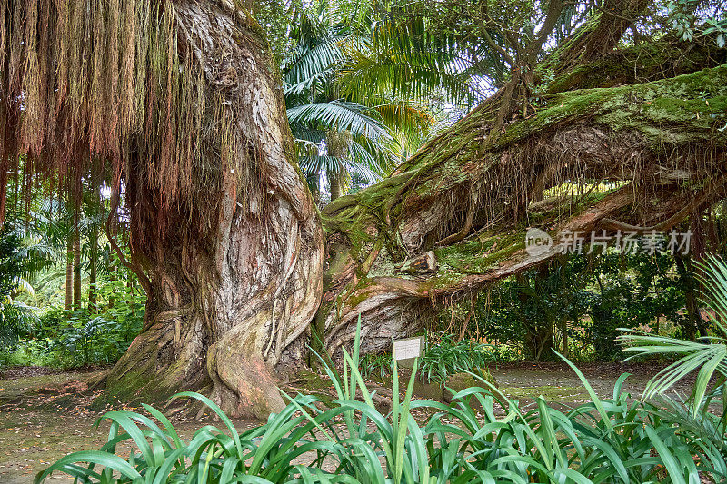 位于葡萄牙亚速尔群岛圣米格尔岛的植物园“Terra Nostra”中的“Metresideros Robusta”树